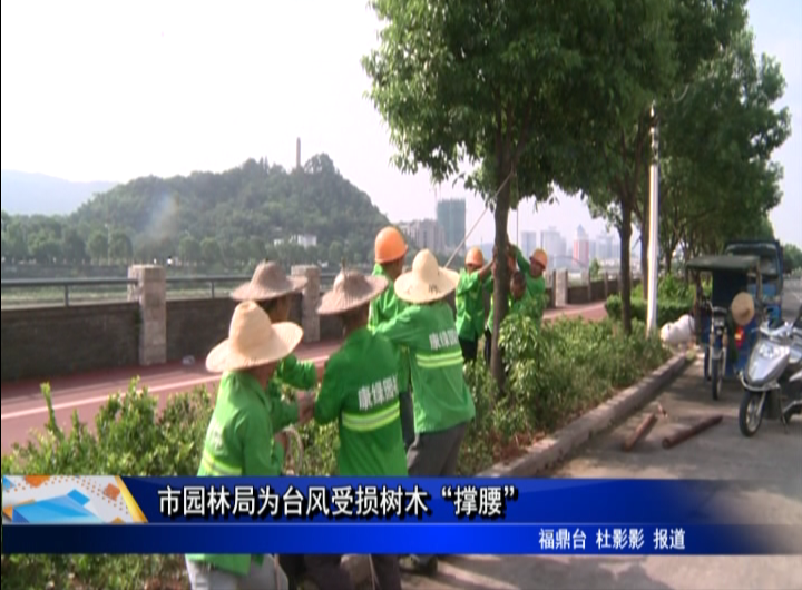 市園林局為臺(tái)風(fēng)受損樹(shù)木“撐腰”