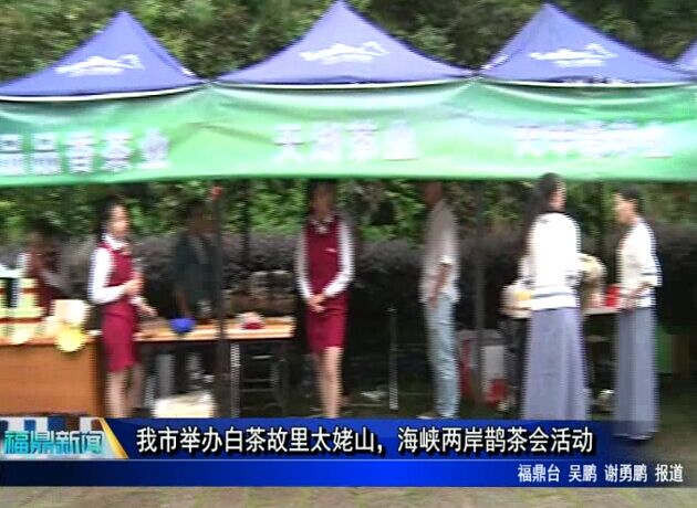 我市舉辦白茶故里太姥山，海峽兩岸鵲茶會活動