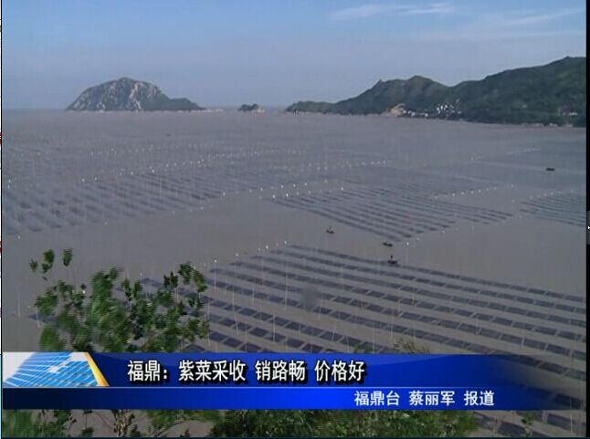 福鼎：紫菜采收 銷路暢 價格好