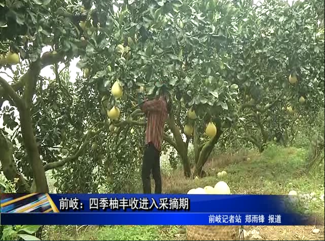 前岐：四季柚豐收進入采摘期