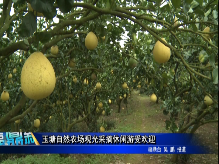 玉塘自然農(nóng)場(chǎng)觀(guān)光采摘休閑游受歡迎