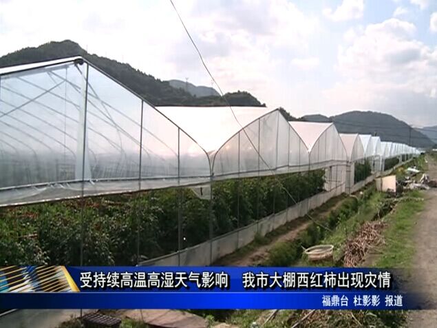 受持續高溫高濕天氣影響　我市大棚西紅柿出現災情