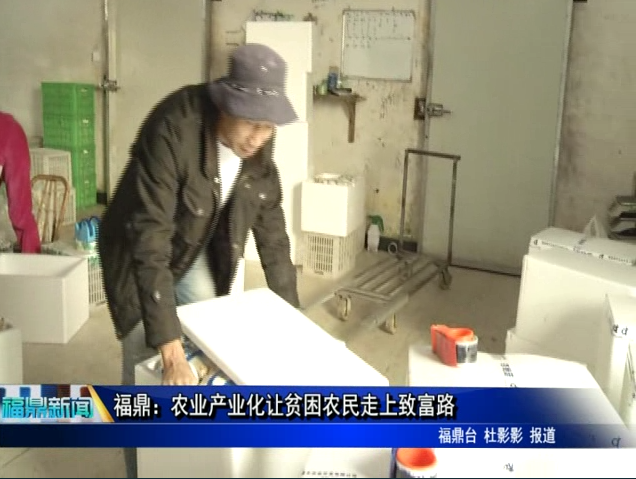 福鼎：農業產業化讓貧困農民走上致富路