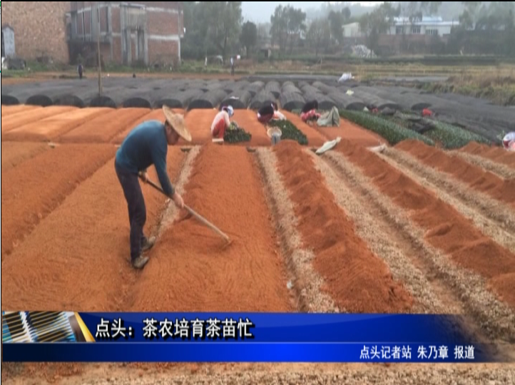 點頭：茶農培育茶苗忙