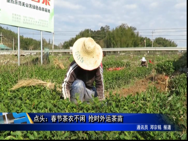 點頭：春節茶農不閑 搶時外運茶苗