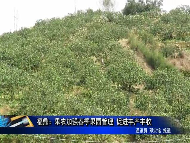 福鼎：果農加強春季果園管理 促進豐產豐收