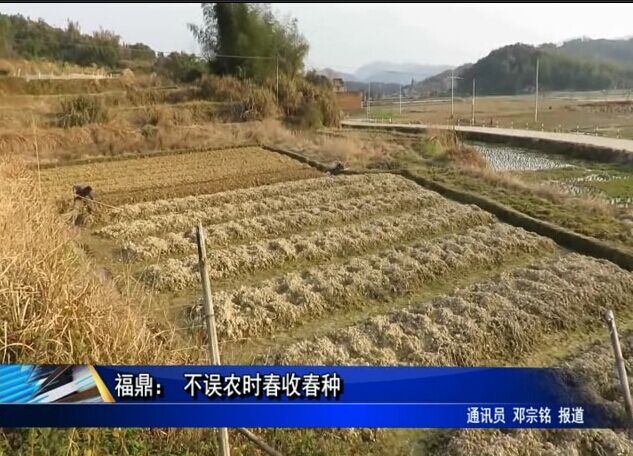 福鼎： 不誤農時春收春種