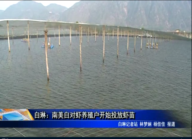 白琳：南美白對蝦養殖戶開始投放蝦苗