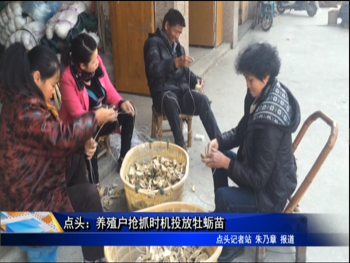 點頭：養殖戶搶抓時機投放牡蠣苗
