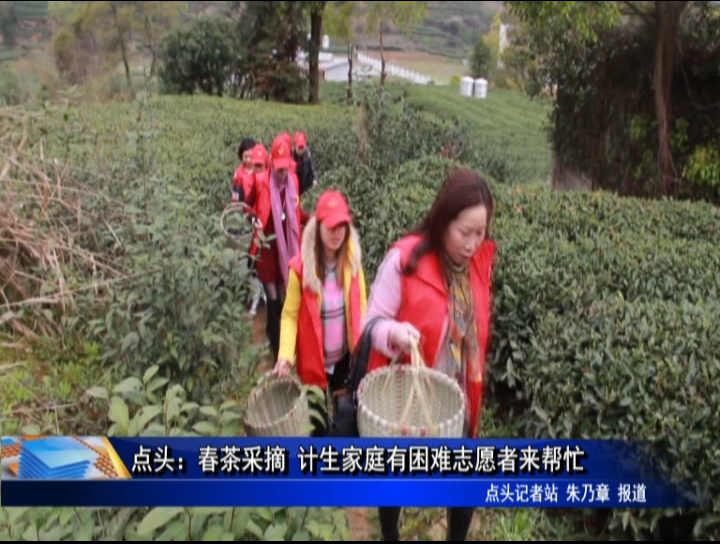 點頭：春茶采摘 計生家庭有困難志愿者來幫忙