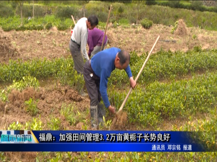 福鼎：加強田間管理3.2萬畝黃梔子長勢良好