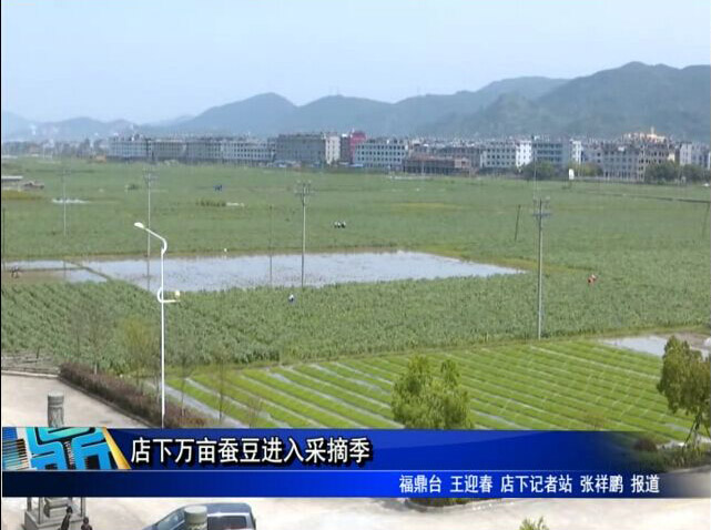 店下萬畝蠶豆進入采摘季