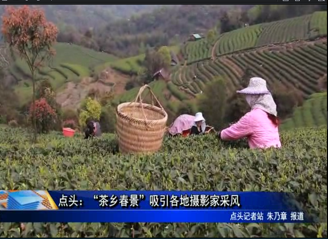 點頭：“茶鄉春景”吸引各地攝影家采風