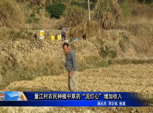 董江村農民種植中草藥“泥燈心”增加收入