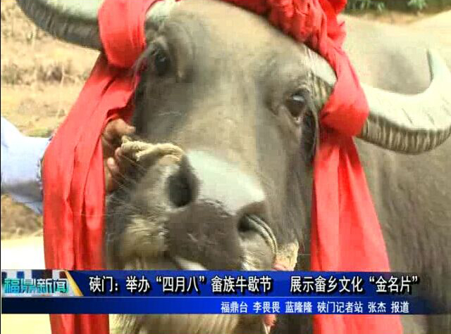 硤門：舉辦“四月八”畬族牛歇節 展示畬鄉文化“金名片”