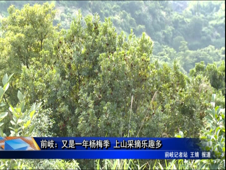 前岐：又是一年楊梅季 上山采摘樂趣多