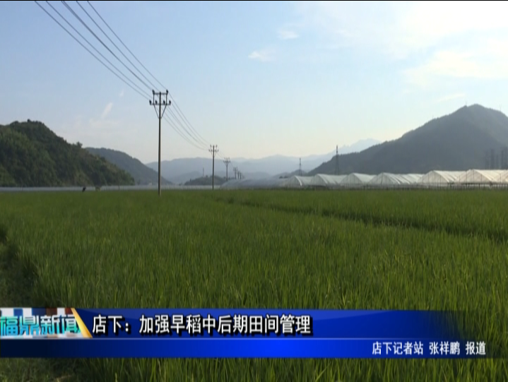 店下：加強早稻中后期田間管理