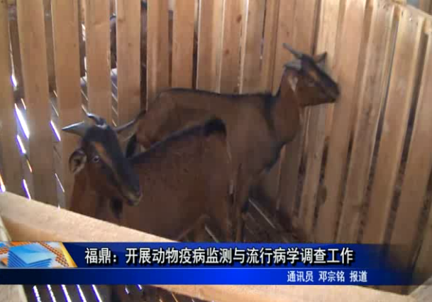 福鼎：開展動物疫病監測與流行病學調查工作
