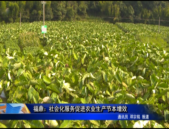 福鼎：社會化服務促進農業生產節本增效