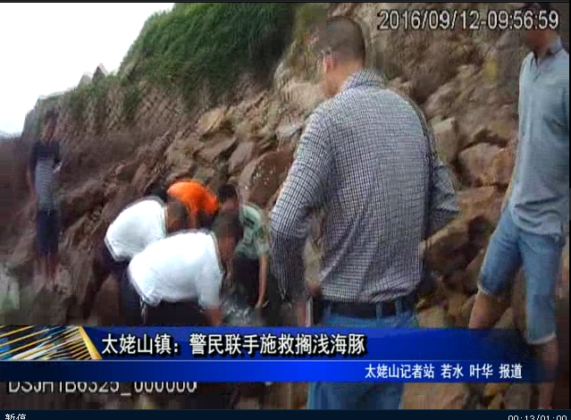 太姥山鎮：警民聯手施救擱淺海豚
