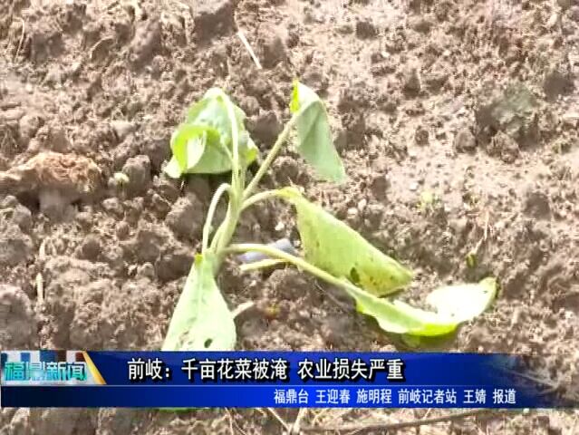 前岐：千畝花菜被淹 農業損失嚴重