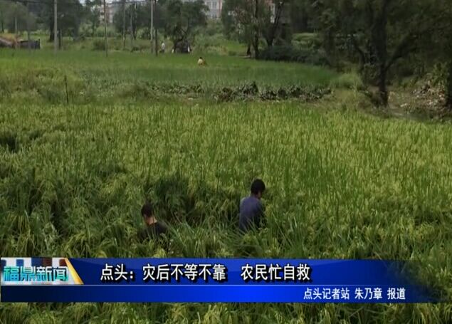 點頭：災后不等不靠 農民忙自救