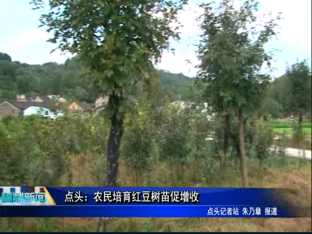 點頭：農民培育紅豆樹苗促增收