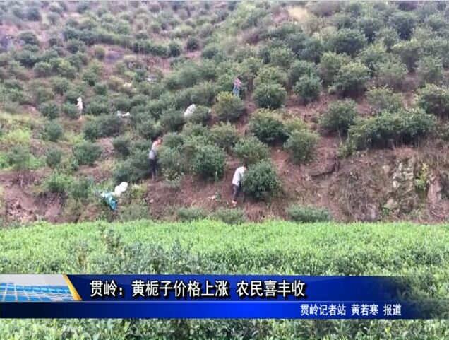 貫嶺：黃梔子價格回漲 農民喜豐收