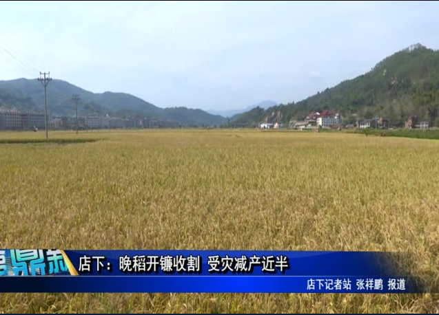 店下：晚稻開鐮收割 受災減產近半