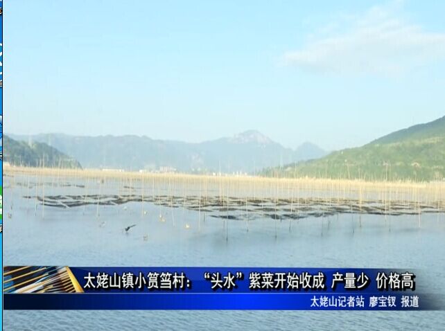 太姥山鎮小筼筜村：“頭水”紫菜開始收成 產量少 價格高