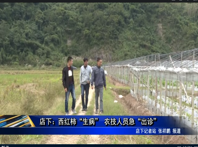 店下：西紅柿“生病” 農技人員急“出診”