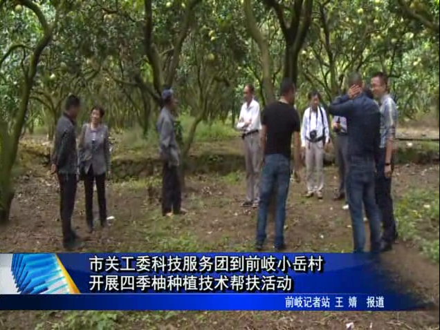 市關工委科技服務團到前岐小岳村開展四季柚種植技術幫扶活動
