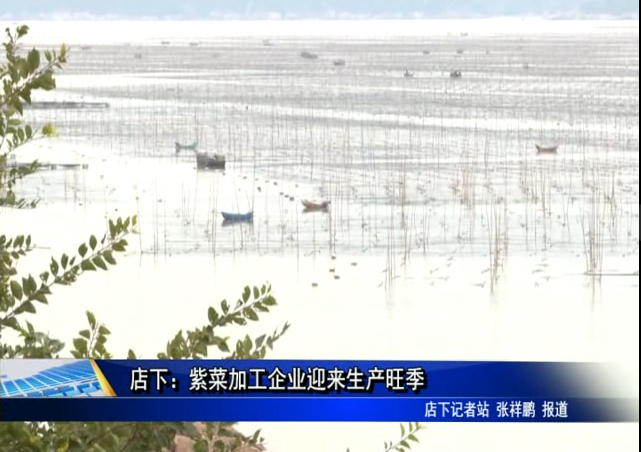 店下：紫菜加工企業迎來生產旺季