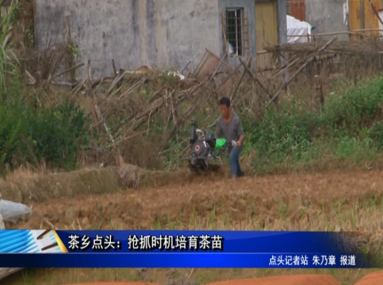 茶鄉點頭：搶抓時機培育茶苗