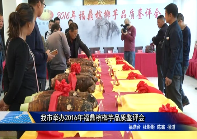 我市舉辦2016年福鼎檳榔芋品質鑒評會
