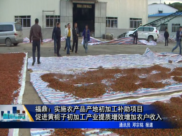 福鼎：實施農產品產地初加工補助項目 促進黃梔子初加工產業提質增效增加農戶收入