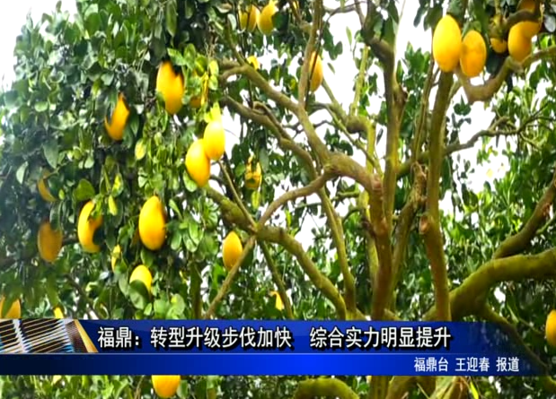 福鼎：轉型升級步伐加快 綜合實力明顯提升