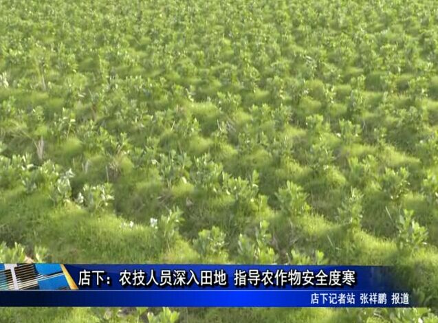 店下：農技人員深入田地 指導農作物安全度寒
