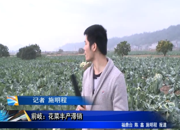 前岐：花菜豐產滯銷