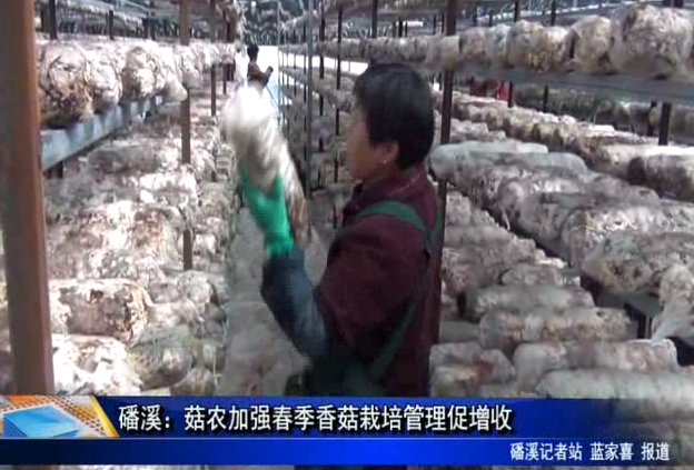 磻溪：菇農加強春季香菇栽培管理促增收
