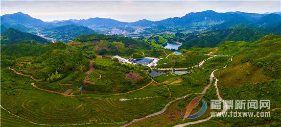 河山茶園全景.jpg