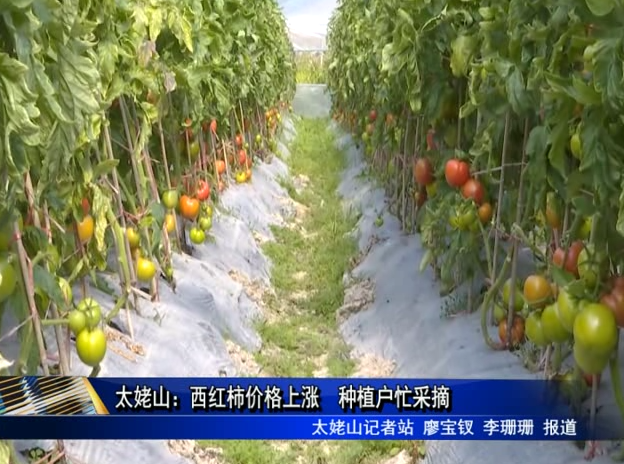 太姥山：西紅柿價格上漲 種植戶忙采摘