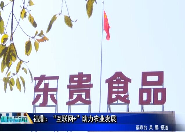 福鼎：