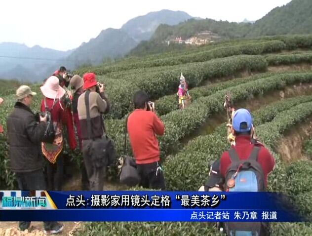 點頭:攝影家用鏡頭定格“最美茶鄉”