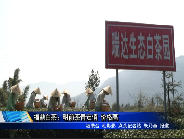 福鼎白茶：明前茶青走俏 價格高