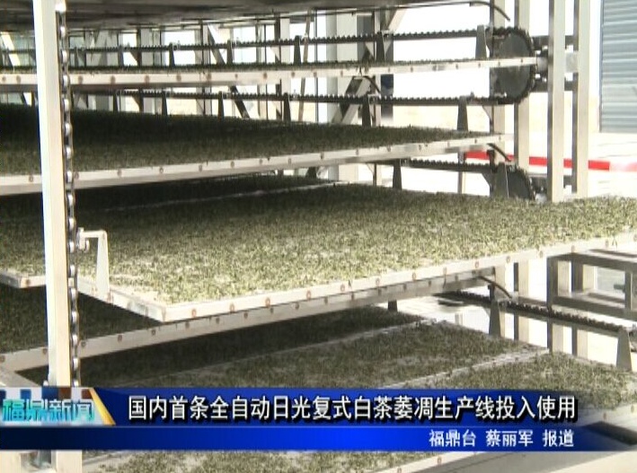 國內首條全自動日光復式白茶萎凋生產線投入使用