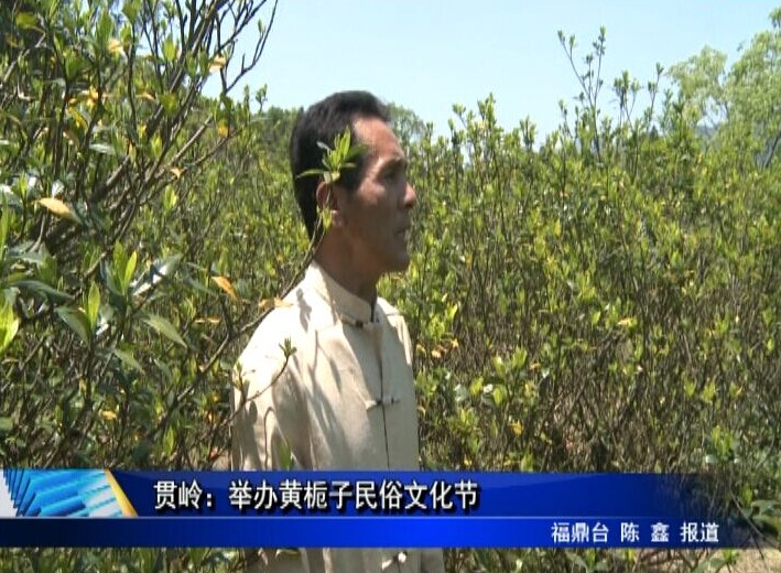 貫嶺：舉辦黃梔子民俗文化節