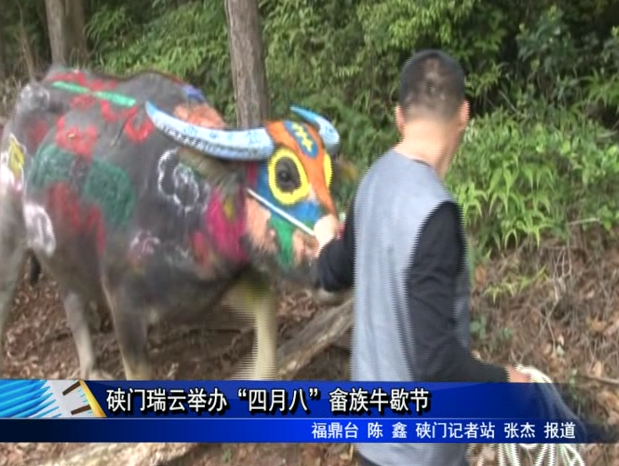 硤門瑞云舉辦“四月八”畬族牛歇節
