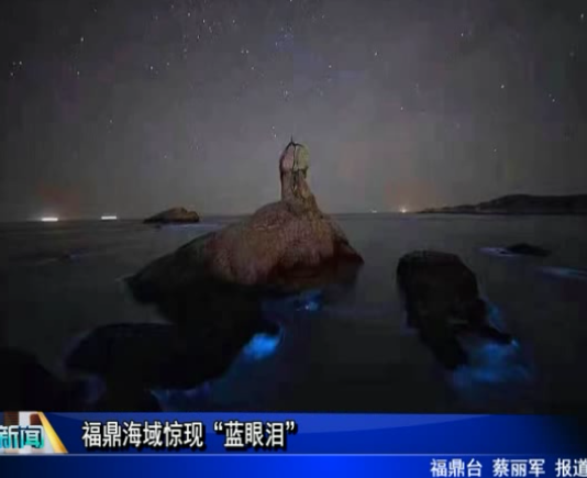 福鼎海域驚現“藍眼淚”