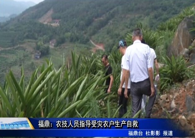 福鼎：農技人員指導受災農戶生產自救